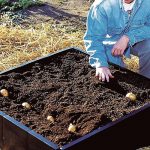 Raised beds